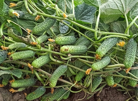 Семена Огурец Диез, 10 шт - фото