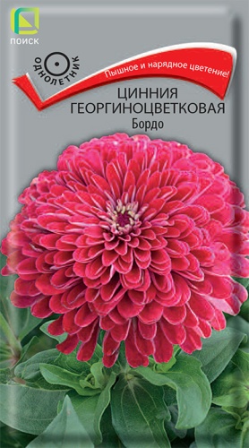 Семена Цинния георгиноцветковая Бордо, 0,4 г - фото