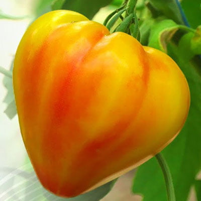 Семена Томат Мадрид F1, 1000 шт - фото