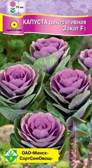 Семена Капуста декоративная Закат F1, 7 шт - фото