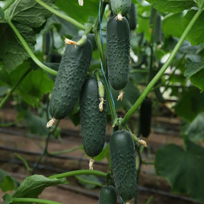 Семена Огурец Такери F1, 10 шт - фото