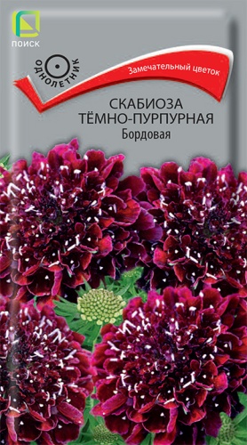 Семена Скабиоза тёмно-пурпурная бордовая, 0,2 г - фото