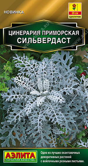 Семена Цинерария Сильвердаст, 0,05 г - фото