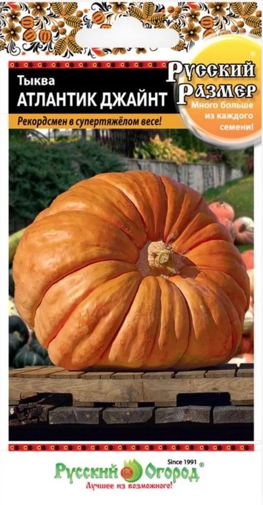 Семена Тыква Атлантик Джайнт, 3 шт - фото