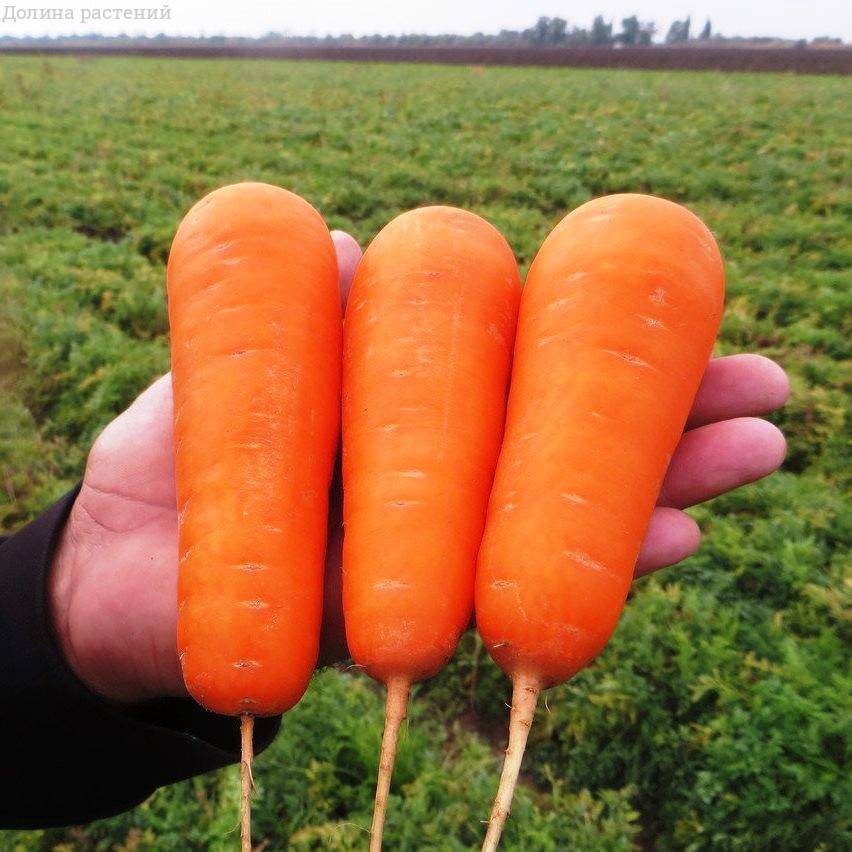 Семена Морковь Боливар F1, 1 г - фото
