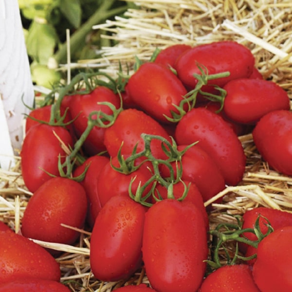 Семена Томат Пьетра Росса F1, 10 шт - фото