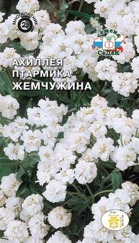 Семена Ахиллея птармика Жемчужина, 0,1 г - фото