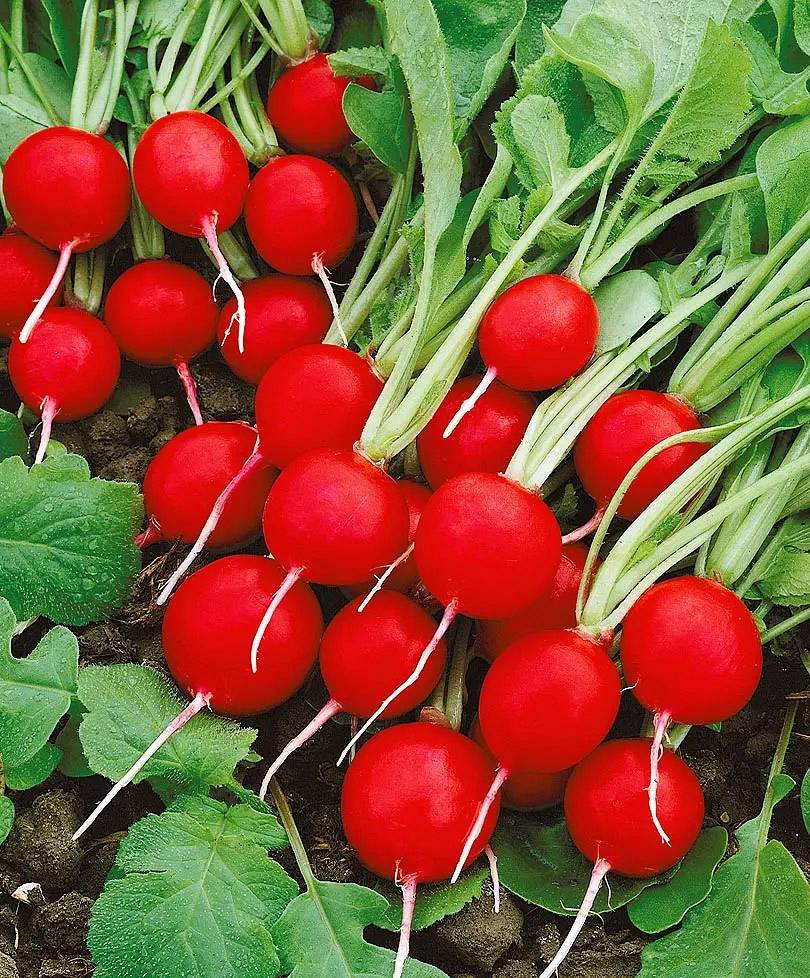 Семена Редис Черриет F1, 1 г - фото