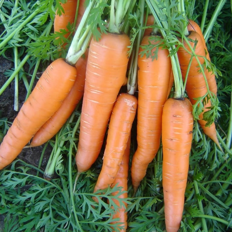 Семена Морковь Вита Лонга, 2 г - фото