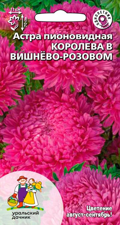 Семена Астра пионовидная Королева в вишнёво-розовом, 0,2 г - фото