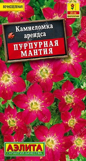 Семена Камнеломка Пурпурная мантия, 0,01 г - фото