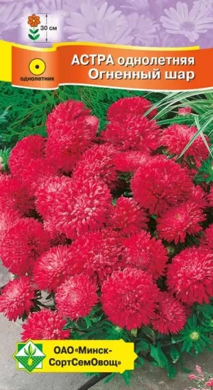 Семена Астра Карликовая Огненный шар, 0,3 г - фото