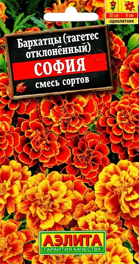 Семена Бархатцы София отклоненные, смесь окрасок, 0,3 г - фото