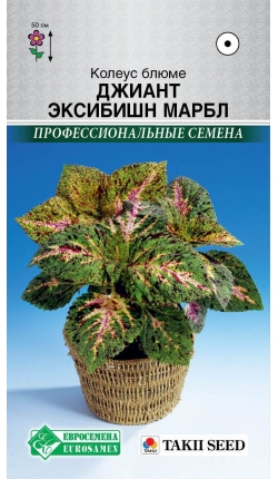 Семена Колеус блюме Джиант Эксибишн Марбл, 3 шт - фото