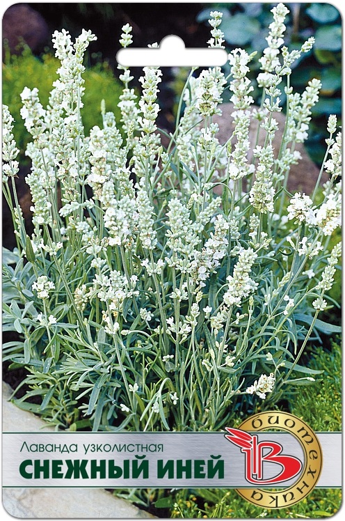 Семена Лаванда узколистная Снежный Иней, 15 шт - фото