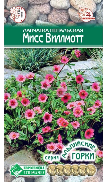 Семена Лапчатка непальская Мисс Виллмотт, 0,1 г - фото