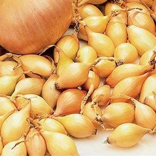 Лук-севок Сеншу Еллоу 21-24 мм, 500 г - фото