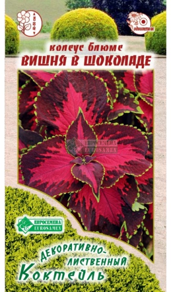 Семена Колеус Блюме Вишня в Шоколаде, 3 шт - фото