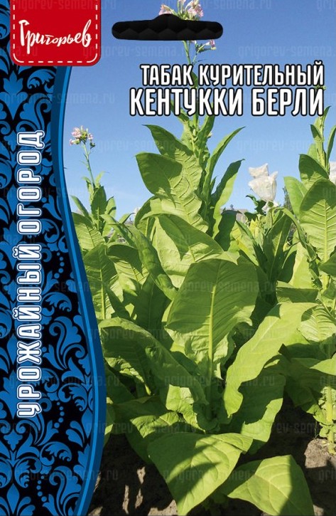 Семена Табак курительный Кентукки Берли, 0,02 г - фото