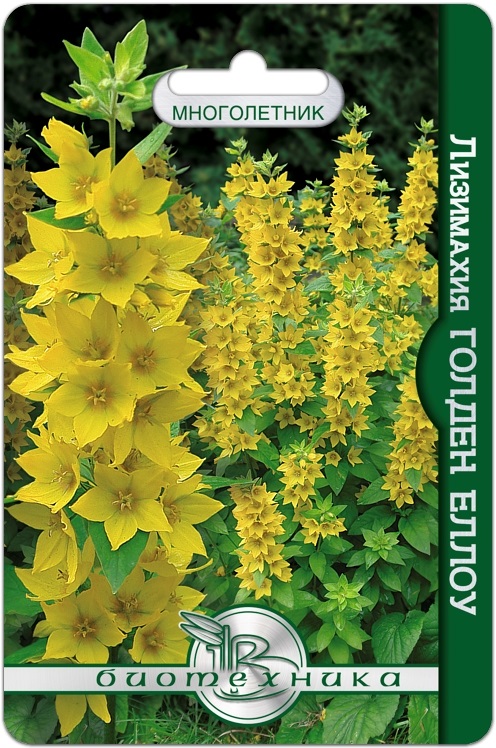 Семена Лизимахия Голден Еллоу, 80 шт - фото