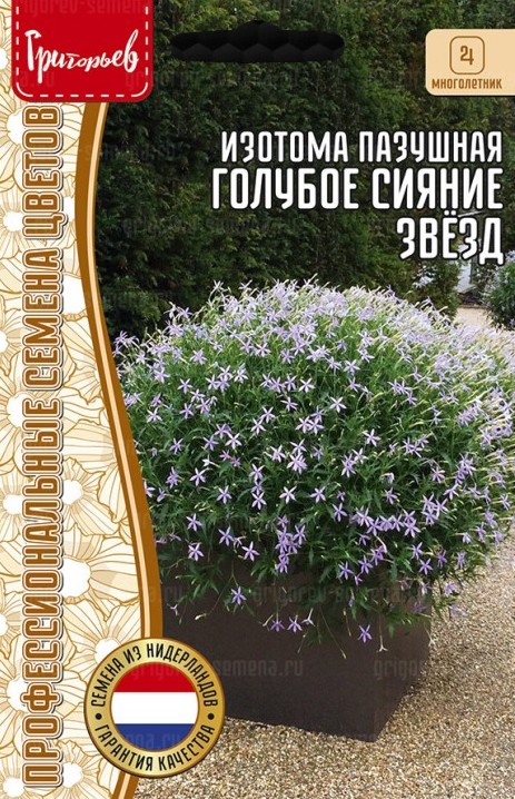 Семена Изотома Голубое Сияние Звёзд пазушная, 3 шт - фото