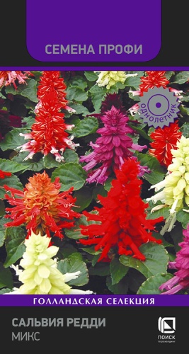 Семена Сальвия Редди Микс, 10 шт - фото