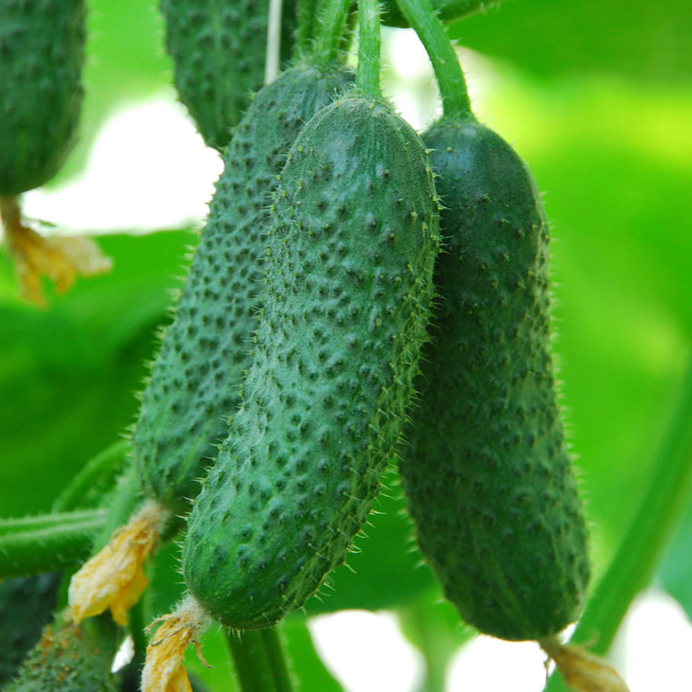 Семена Огурец Кибрия F1, 20 шт - фото