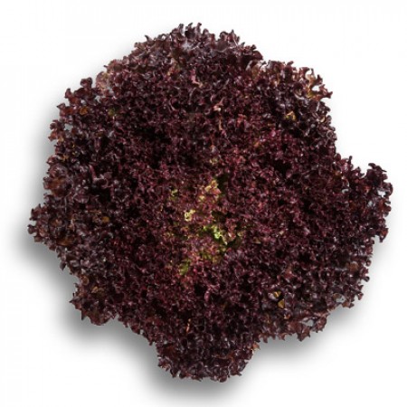 Семена Салат Сенсибель, 20 шт - фото