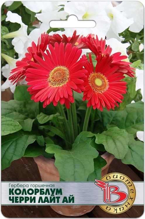 Семена Гербера горшечная Колорблум Черри Лайт Ай, 5 шт - фото