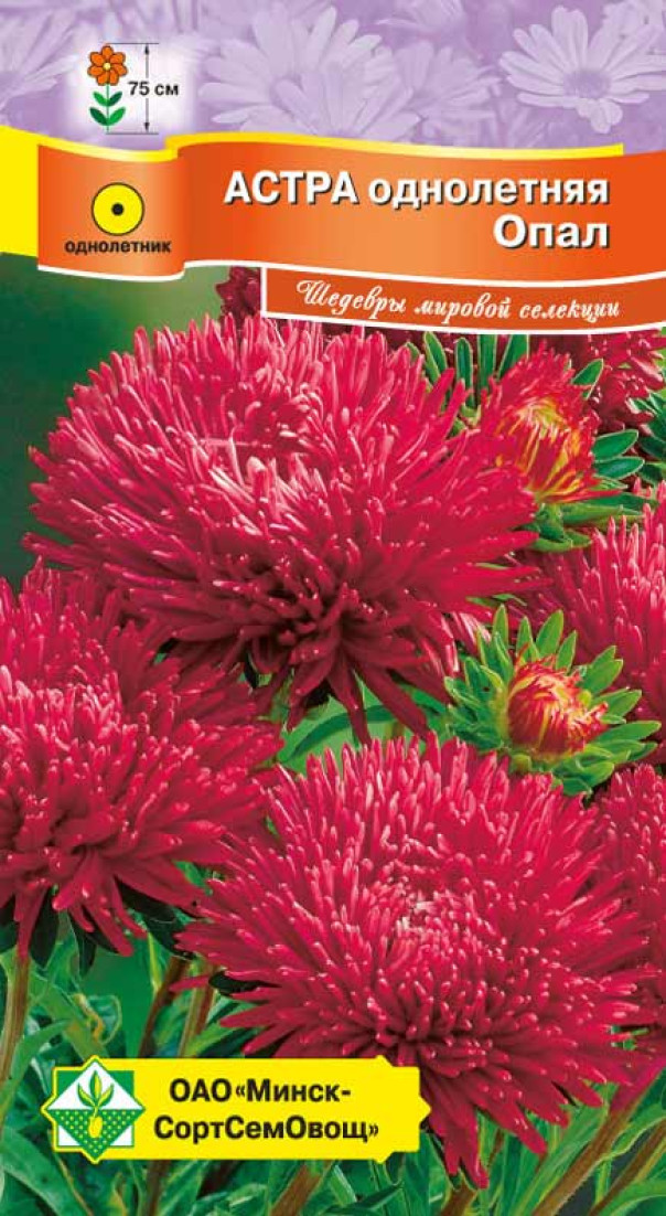 Семена Астра Ювелирная Опал, 0,15 г - фото