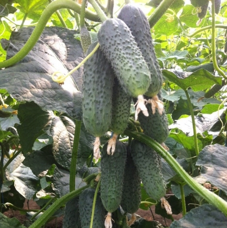 Семена Огурец Бьерн F1, 10 шт - фото