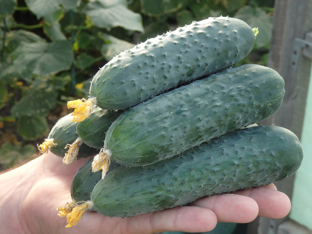 Семена Огурец Северин F1, 10 шт - фото