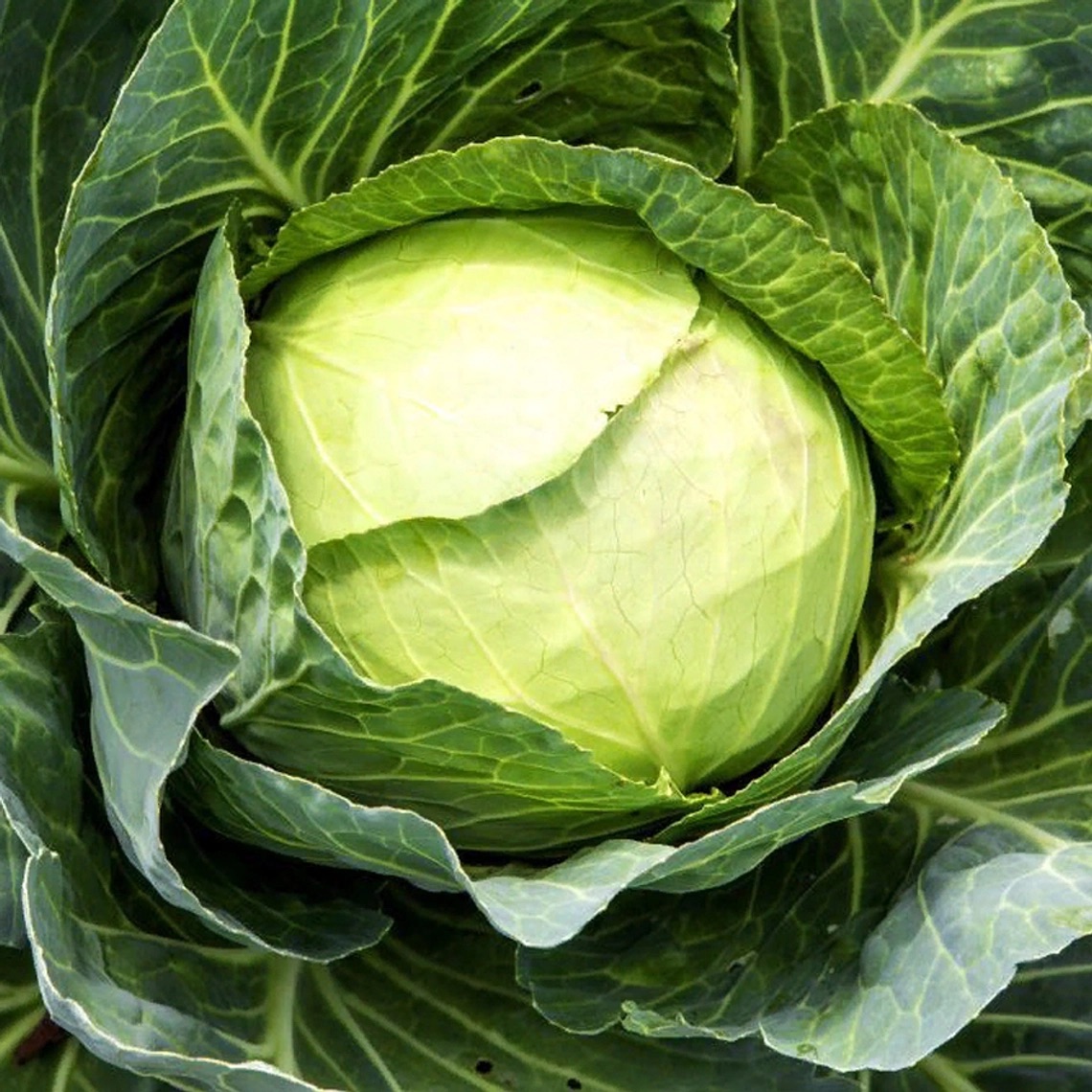 Семена Капуста Каррера F1, 2500 шт - фото