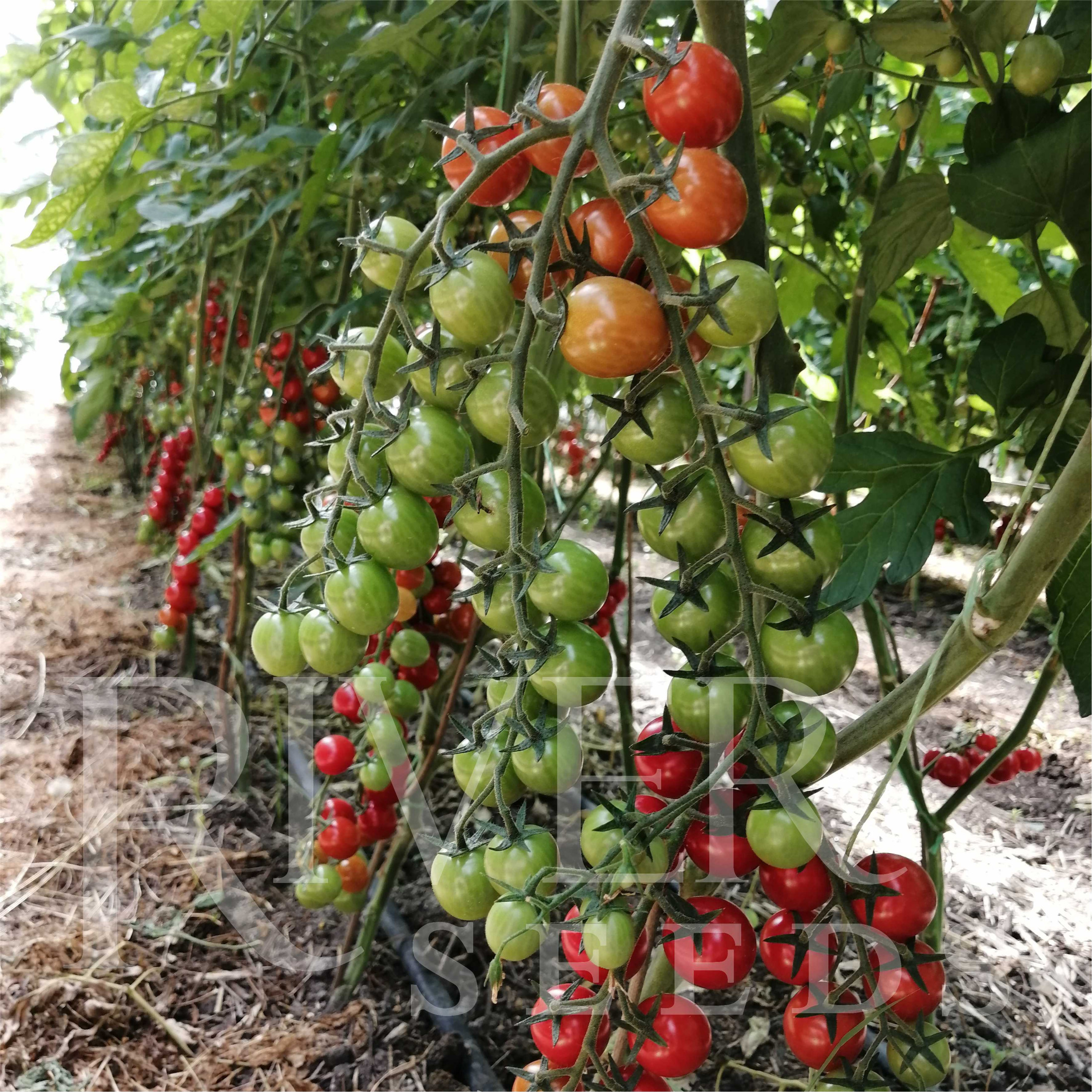 Семена Томат Черри Авизо F1, 5 шт - фото