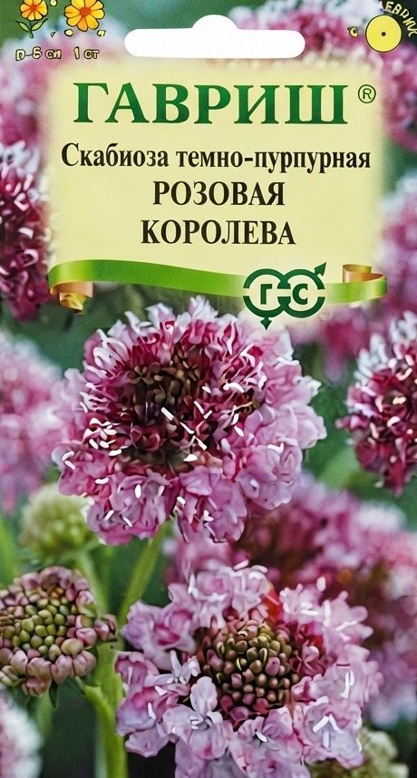 Семена Скабиоза темно-пурпурная Розовая королева, 6 шт - фото