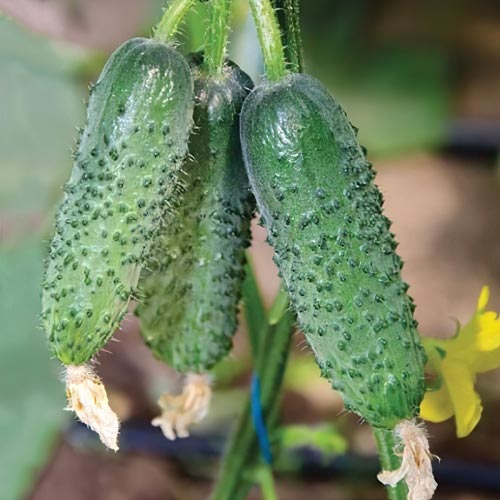 Семена Огурец Арктика, 20 шт - фото