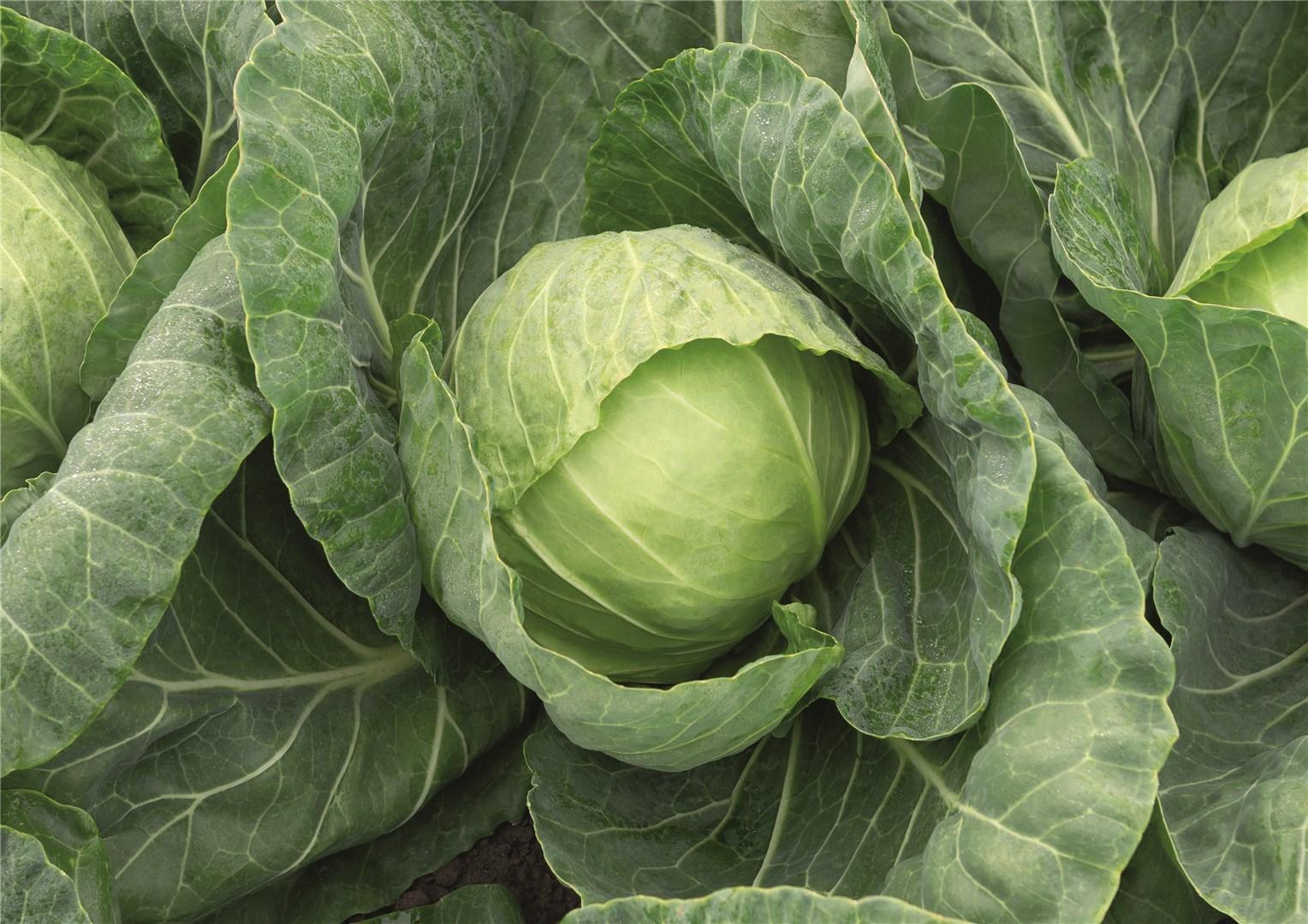 Семена Капуста Ранини, 20 шт - фото