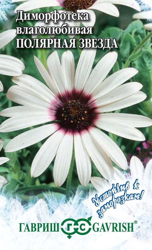 Семена Диморфотека Полярная звезда, 0,1 г - фото
