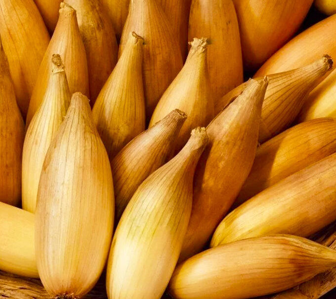 Лук-севок Олина 10-21 мм, 500 г - фото