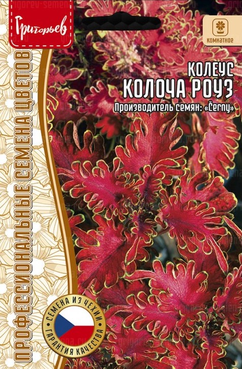 Семена Колеус Колоча Роуз, 5 шт - фото
