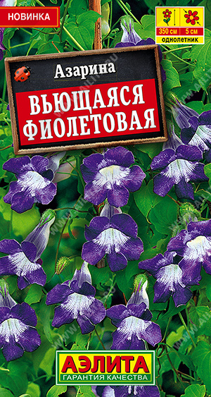 Семена Азарина вьющаяся фиолетовая, 5 шт - фото