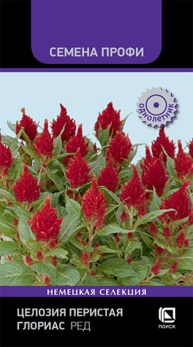 Семена Целозия перистая Глориас Ред, 10 шт - фото