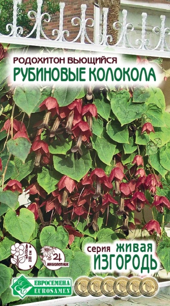 Семена Родохитон Рубиновые колокола, 6 шт - фото
