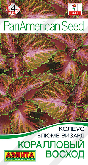 Семена Колеус блюме Коралловый восход, 5 шт - фото