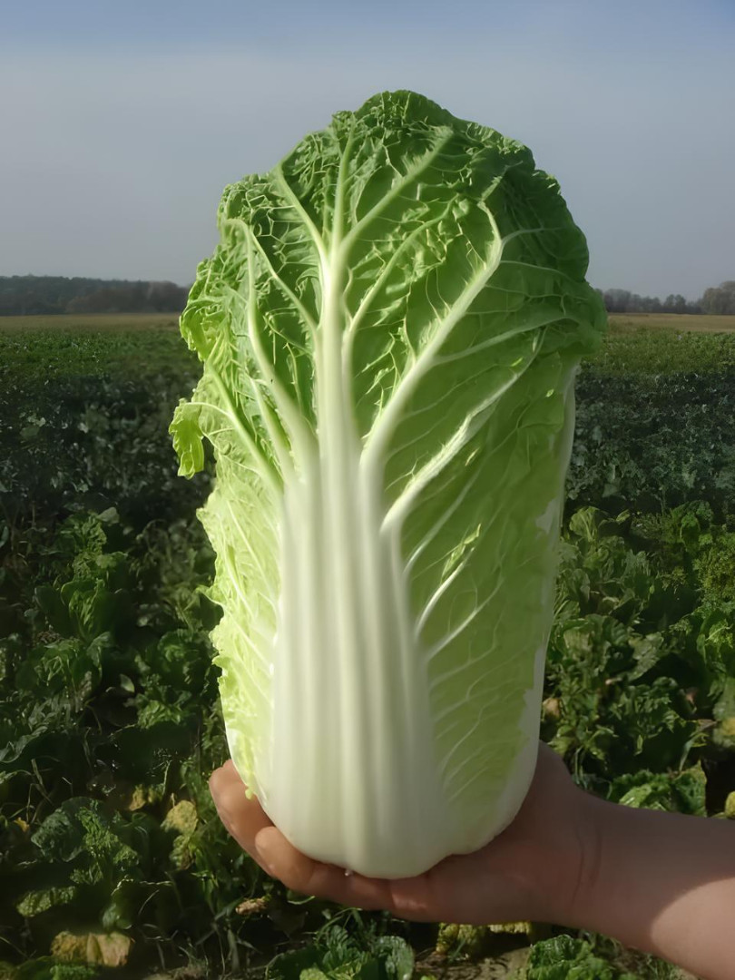 Семена Капуста пекинская Эндуро F1, 2500 шт - фото