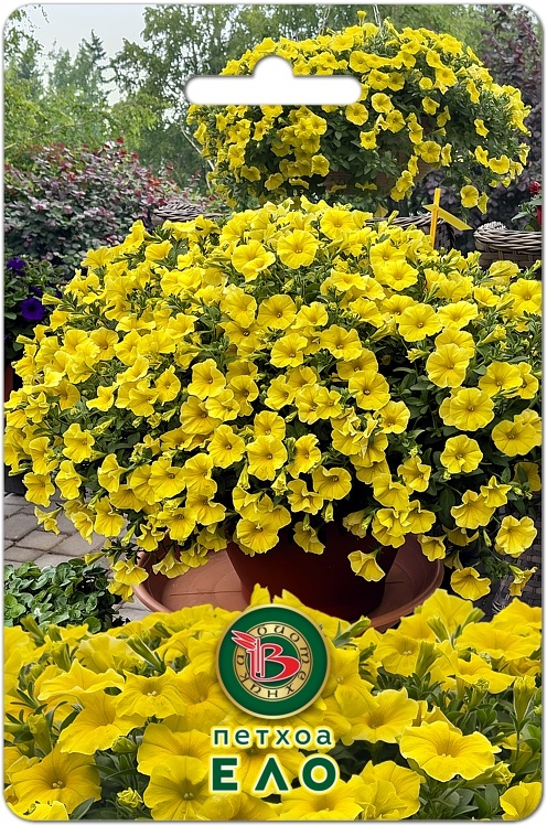 Семена Петхоа Ело, 5 шт - фото