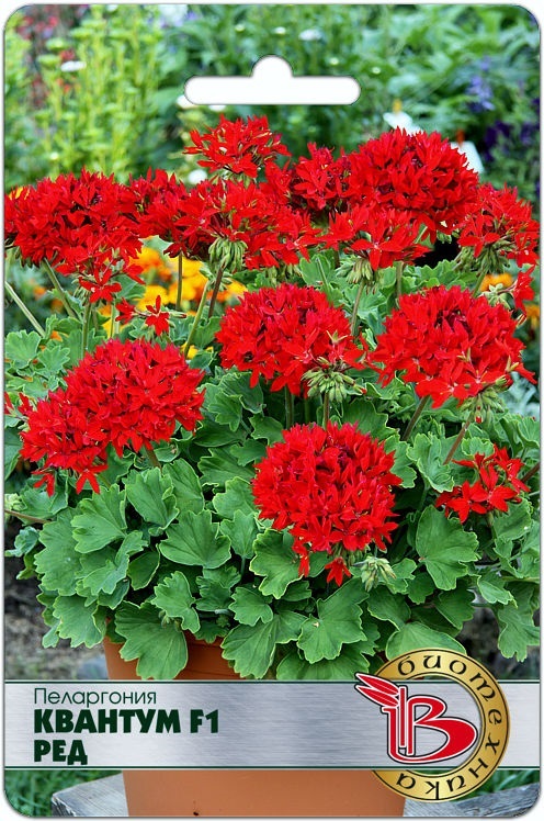 Семена Пеларгония Квантум F1 Ред, 5 шт - фото