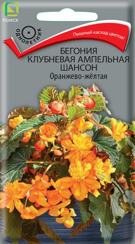 Семена Бегония клубневая ампельная Шансон Оранжево-жёлтая, 10 шт - фото