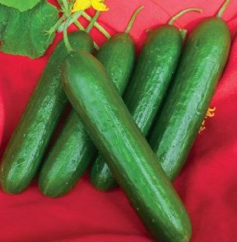 Семена Огурец Челси F1, 5 шт - фото