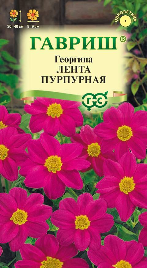 Семена Георгина Лента пурпурная, 0,2 г - фото